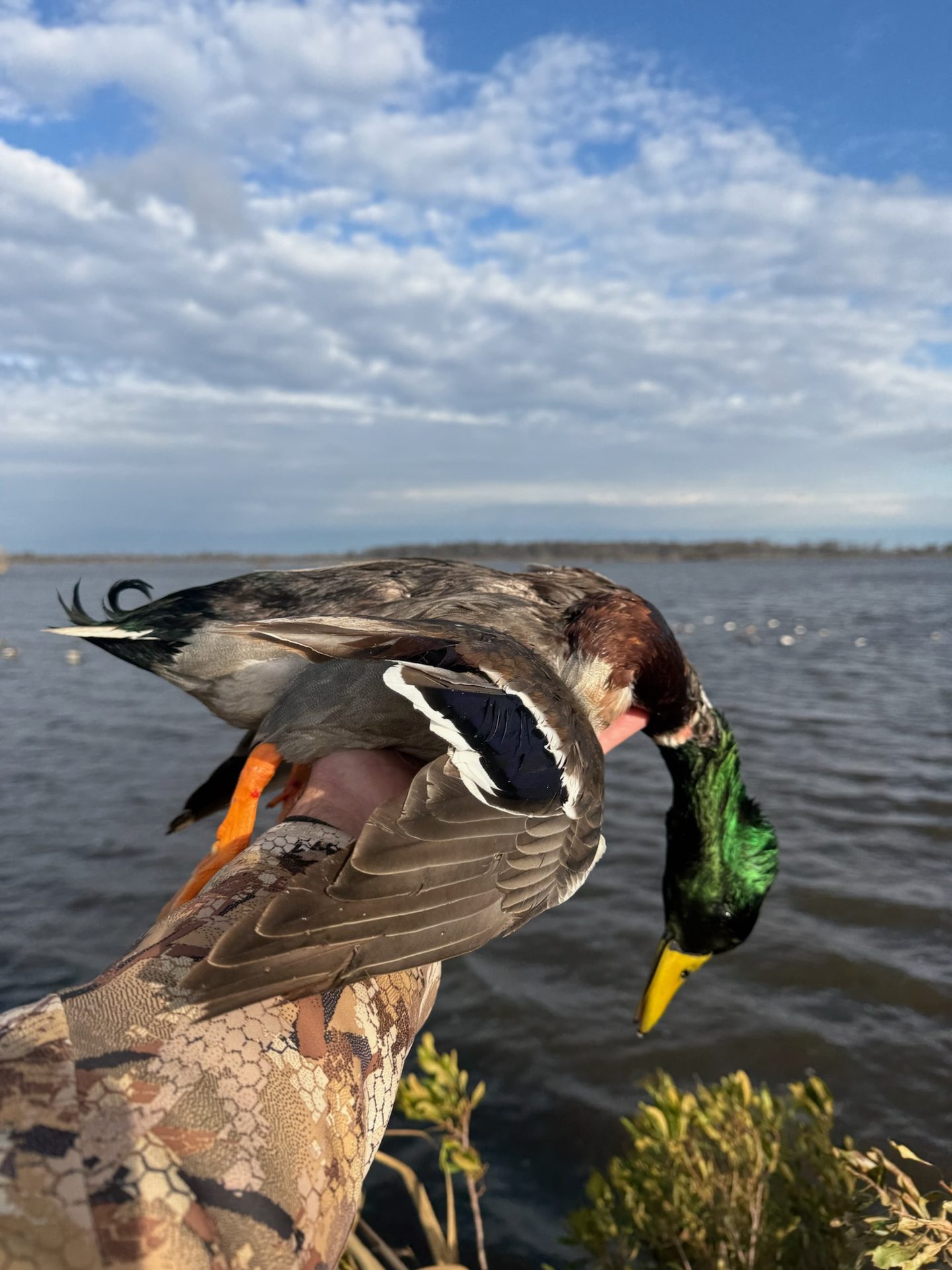 A drake held up over the Louisiana marsh water