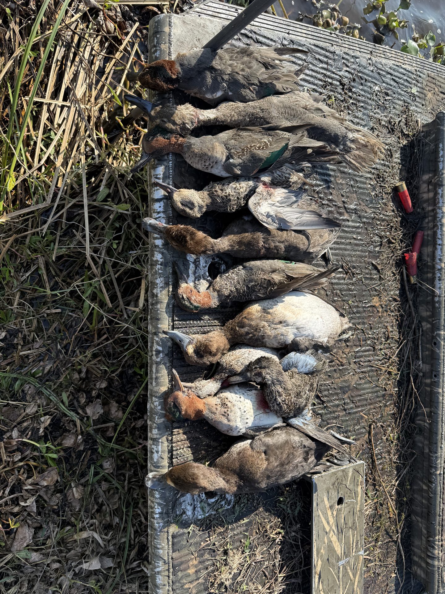 Ducks lined up on the pirogue after a hunt