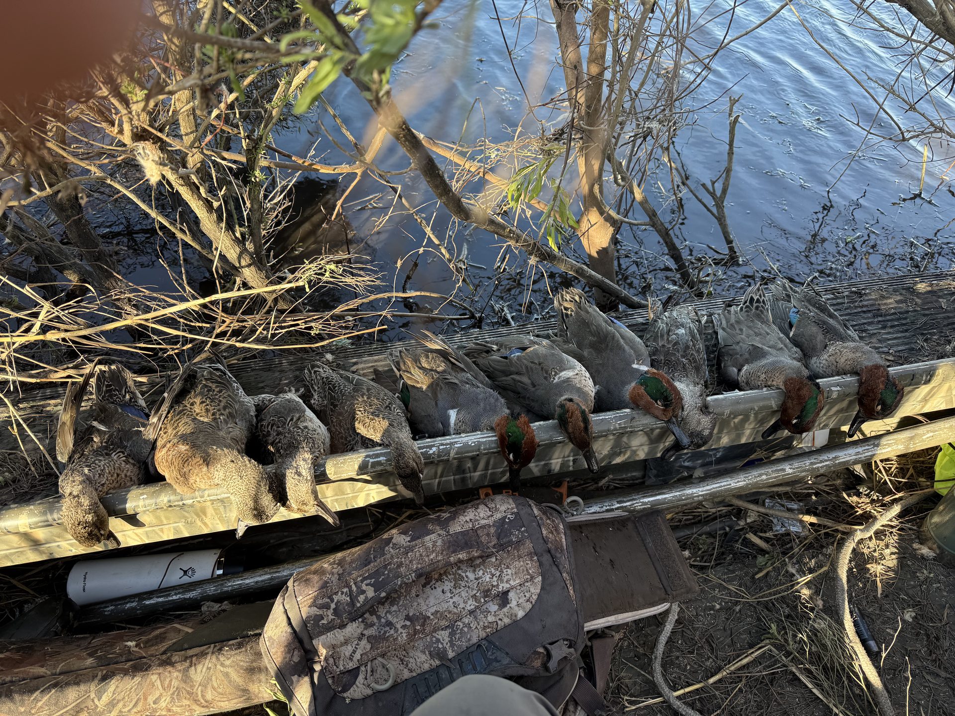 A morning's ducks lined up along the boat rail
