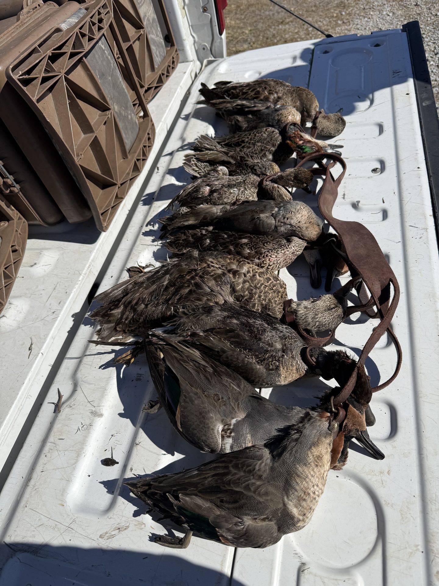 A strap of ducks laid out on the tailgate